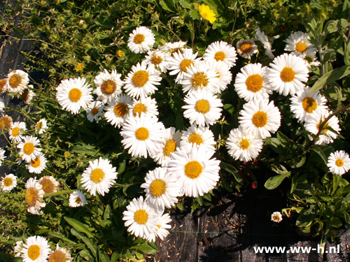 Aster alpinus - Klik op de afbeelding om het venster te sluiten