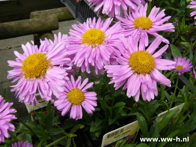 Aster alpinus Happy End