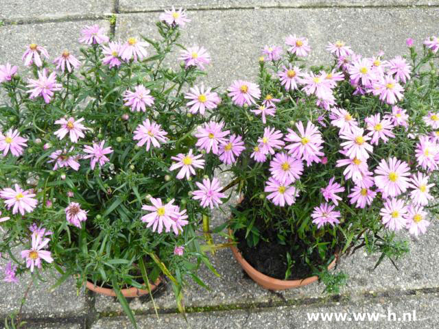 Aster herfst 2,99