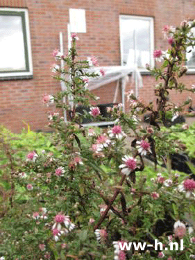 Aster lateriflorus - Klik op de afbeelding om het venster te sluiten