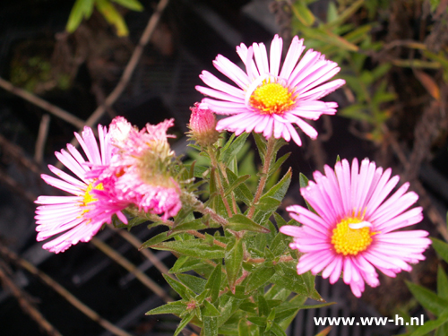 Aster novae-angliae - Klik op de afbeelding om het venster te sluiten