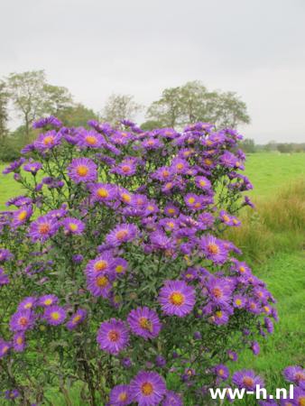 Aster novi-belgii - Klik op de afbeelding om het venster te sluiten