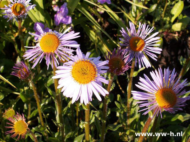 Aster tongolensis - Klik op de afbeelding om het venster te sluiten