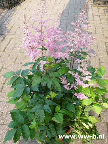 Astilbe 3.99 Astilbe 3.99