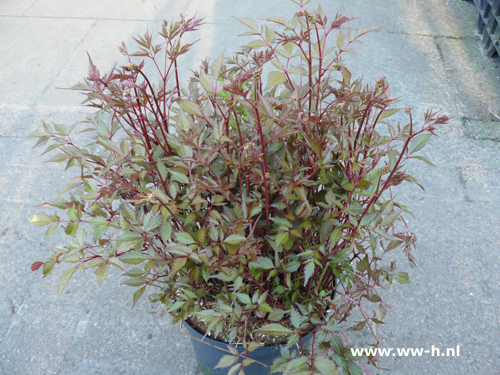 Astilbe 3,99 Astilbe 3,99