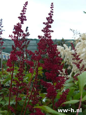 Astilbe - Klik op de afbeelding om het venster te sluiten