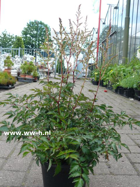 Astilbe - Klik op de afbeelding om het venster te sluiten