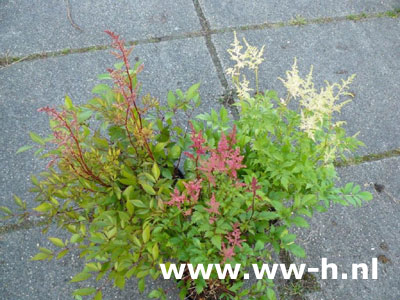 Astilbe Spiraea v.a. 2,99 Astilbe Spiraea v.a. 2,99