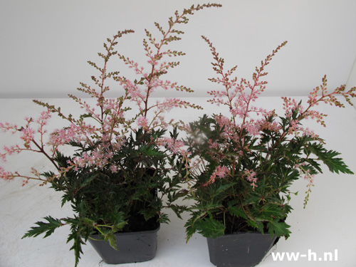 Astilbe