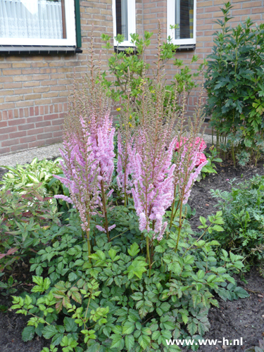 Astilbe chinesis - Klik op de afbeelding om het venster te sluiten