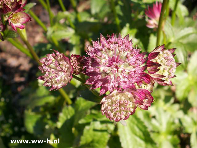 Astrantia carniolica - Klik op de afbeelding om het venster te sluiten