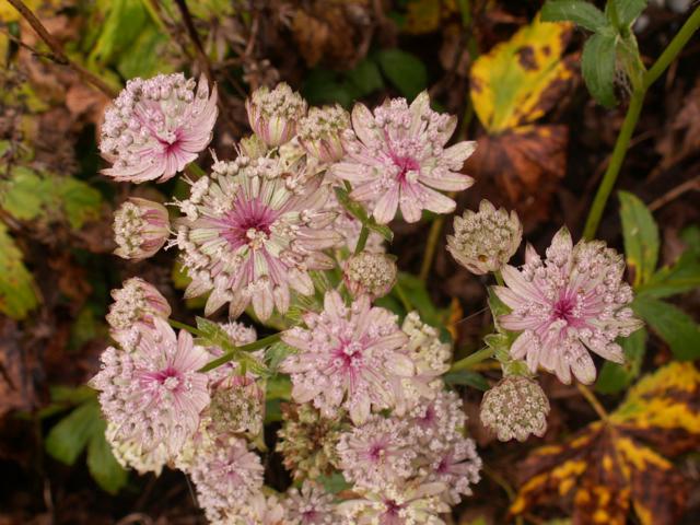 Astrantia major