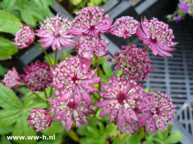 Astrantia major