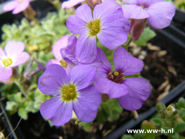 Aubrieta 'Blue Emperor' - Klik op de afbeelding om het venster te sluiten