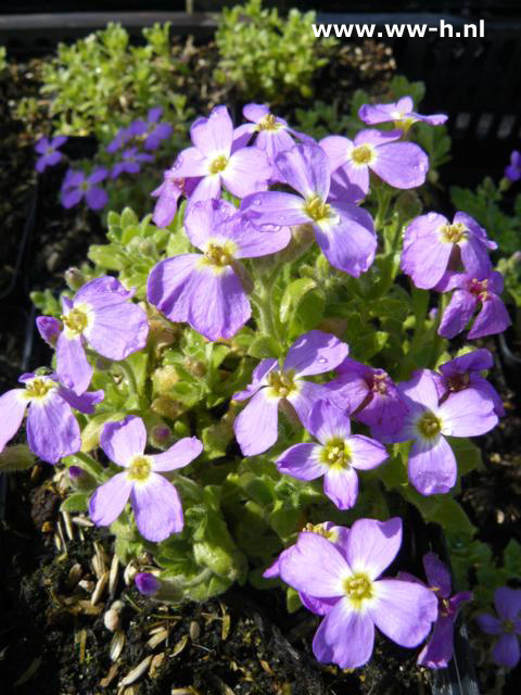 Aubrieta 'Cascade Blue' - Klik op de afbeelding om het venster te sluiten