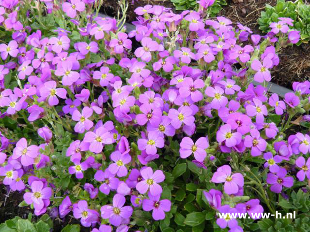 Aubrieta 'Hamburger Stadtpark'