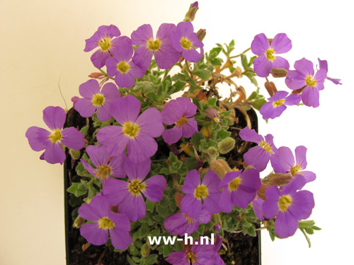 Aubrieta 'Hendersonii' - Klik op de afbeelding om het venster te sluiten