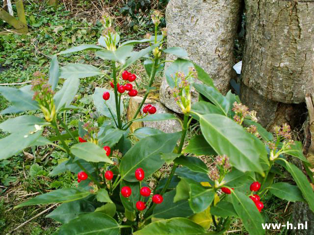 Aucuba japonica 'Rozannie' - Klik op de afbeelding om het venster te sluiten