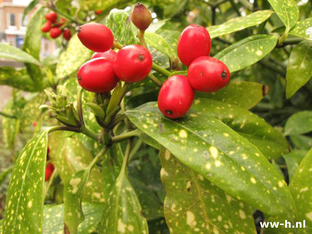 Aucuba japonica 'Variegata'