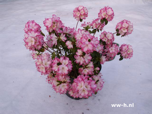 Azalea japonica soorten - Klik op de afbeelding om het venster te sluiten