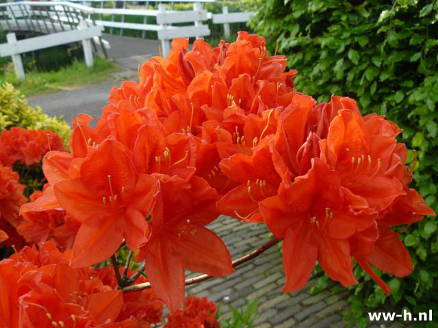 Azalea mollis soorten