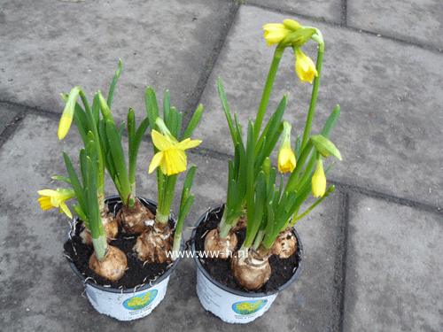 Narcis v.a. 0.99 ; 3 voor 2.50