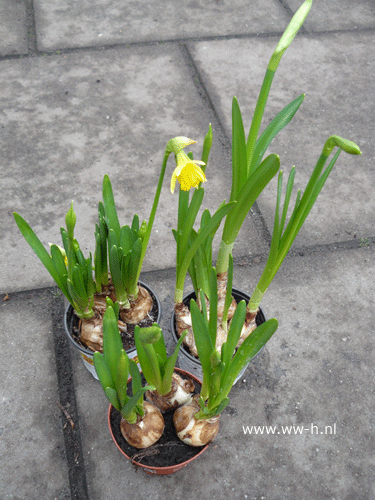 Narcis geel v.a. 0,99 ; 3 voor 2,50