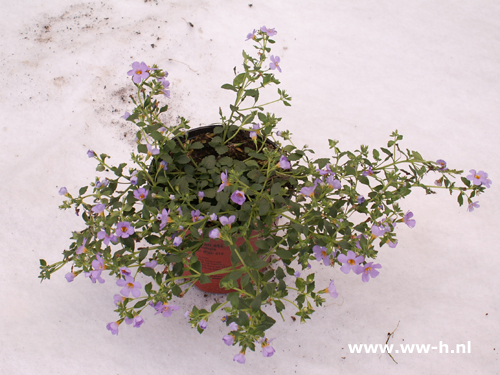 Bacopa blauw syn. Sutera - Klik op de afbeelding om het venster te sluiten