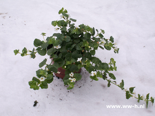 Bacopa Wit (syn. Sutera) - Klik op de afbeelding om het venster te sluiten