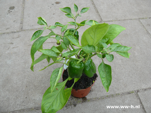 Balkon Paprika - Klik op de afbeelding om het venster te sluiten