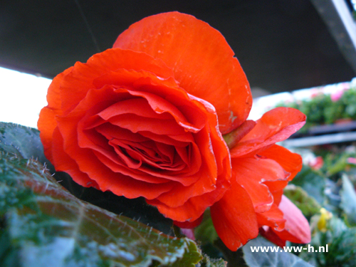 Begonia Tuberhybrida oranje ( Knolbegonia ) - Klik op de afbeelding om het venster te sluiten