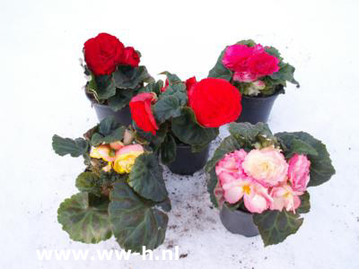 Begonia tuberosa Knolbegonia 1,25; 5 voor 5,00 Begonia tuberosa Knolbegonia 1,25; 5 voor 5,00