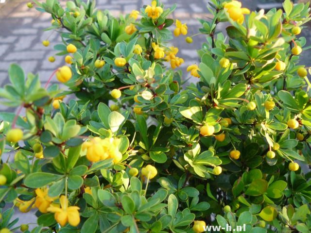 Berberis buxifolia 'Nana'