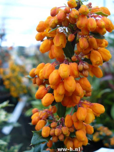 Berberis linearifolia 'Orange King'