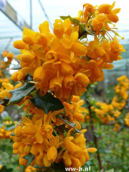 Berberis x lologensis 'Apricot Queen'