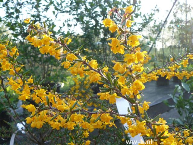 Berberis x stenophylla