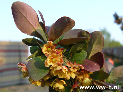 Berberis thunbergii 'Atropurpurea' v.a. 0,75