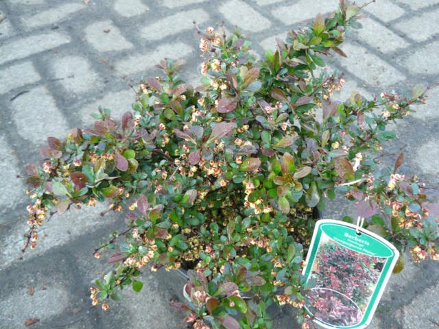 Berberis thunbergii 'Atropurpurea Nana' - Klik op de afbeelding om het venster te sluiten