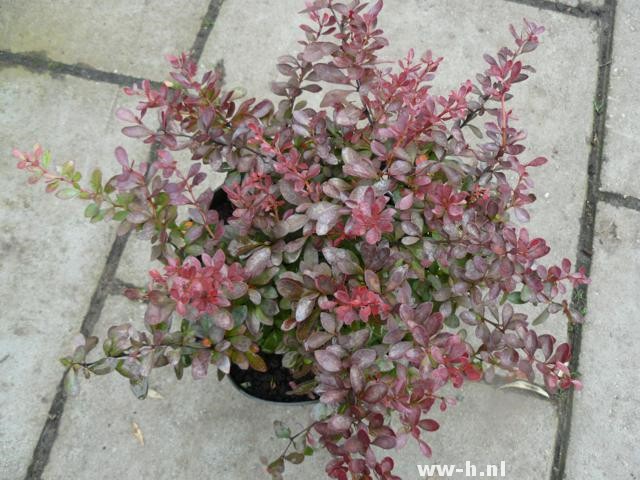 Berberis thunbergii 'Bagatelle'