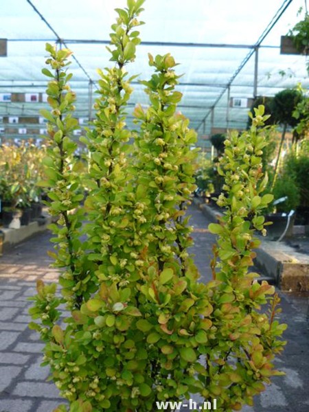 Berberis thunbergii 'Golden Rocket'