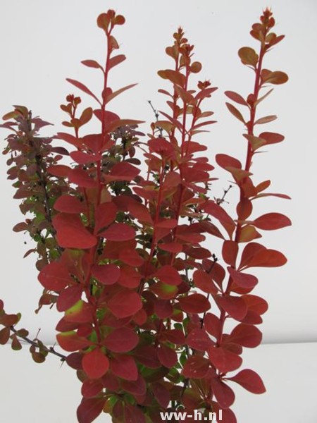 Berberis thunbergii 'Orange Rocket' - Klik op de afbeelding om het venster te sluiten