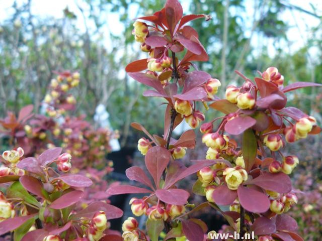 Berberis thunbergii 'Rosy Rocket'