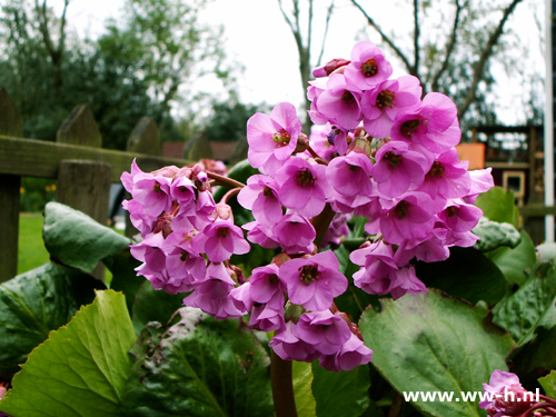 Bergenia