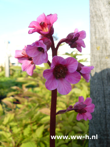 Bergenia