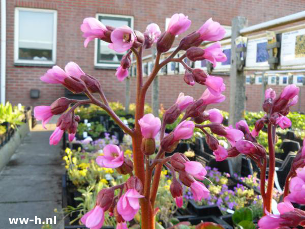 Bergenia 'Winterm