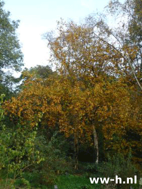 Betula papyrifera