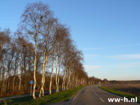 Betula pendula