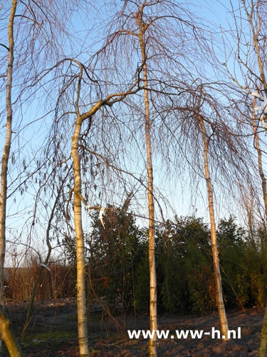 Betula pendula 'Youngii' Prieelberk - Klik op de afbeelding om het venster te sluiten