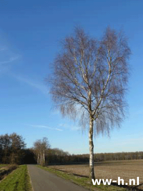 Betula pendula - Klik op de afbeelding om het venster te sluiten