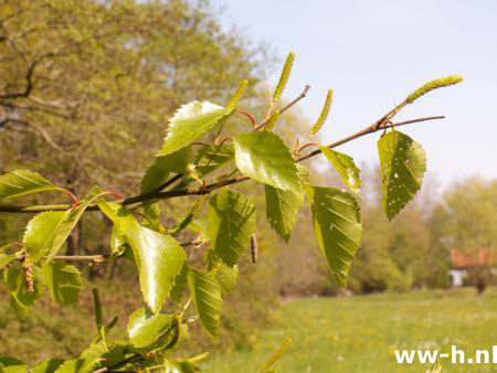 Betula pubescens